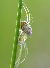 Lined Orbweaver